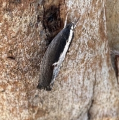 Archaereta dorsivittella at Rendezvous Creek, ACT - 6 Feb 2023