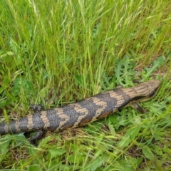 Tiliqua scincoides scincoides (Eastern Blue-tongue) at Tuggeranong Creek to Monash Grassland - 25 Oct 2022 by ExcitedEcologist