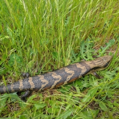 Tiliqua scincoides scincoides (Eastern Blue-tongue) at Monash, ACT - 25 Oct 2022 by ExcitedEcologist