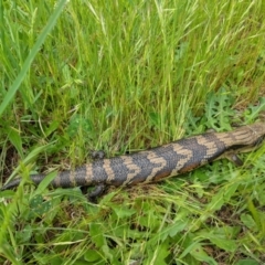 Tiliqua scincoides scincoides at Monash, ACT - 26 Oct 2022