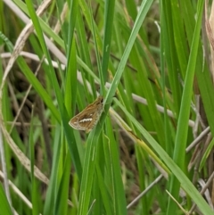 Taractrocera papyria (White-banded Grass-dart) at Tuggeranong Creek to Monash Grassland - 24 Oct 2022 by ExcitedEcologist