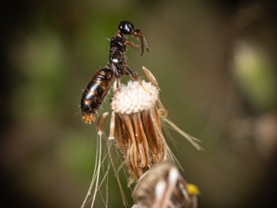 Tiphiidae (family) (Unidentified Smooth flower wasp) at Coree, ACT - 15 Mar 2022 by Cristy1676