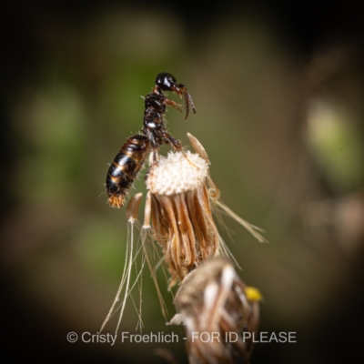 Tiphiidae (family) (Unidentified Smooth flower wasp) at Coree, ACT - 15 Mar 2022 by Cristy1676