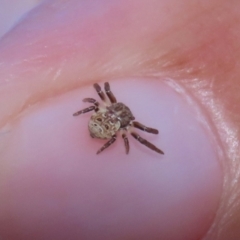 Cymbacha ocellata (Crab spider) at Fyshwick, ACT - 6 Feb 2023 by RodDeb