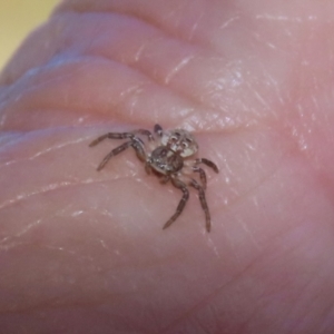 Cymbacha ocellata at Fyshwick, ACT - 6 Feb 2023 11:47 AM