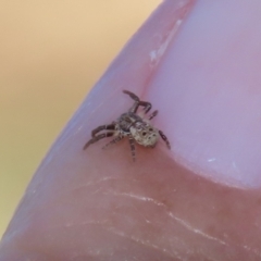 Cymbacha ocellata at Fyshwick, ACT - 6 Feb 2023 11:47 AM