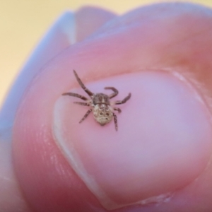 Cymbacha ocellata at Fyshwick, ACT - 6 Feb 2023