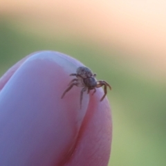 Cymbacha ocellata at Fyshwick, ACT - 6 Feb 2023