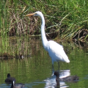 Ardea alba at Fyshwick, ACT - 6 Feb 2023 11:12 AM