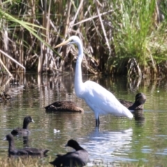 Ardea alba at Fyshwick, ACT - 6 Feb 2023 11:12 AM