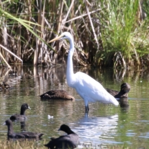 Ardea alba at Fyshwick, ACT - 6 Feb 2023 11:12 AM