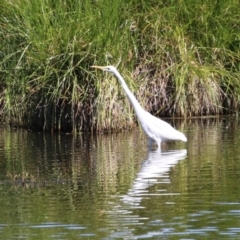 Ardea alba at Fyshwick, ACT - 6 Feb 2023 11:12 AM