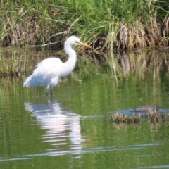 Ardea alba at Fyshwick, ACT - 6 Feb 2023 11:12 AM