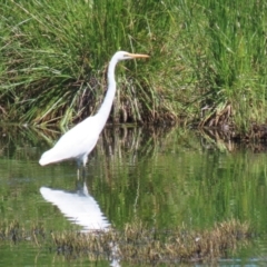 Ardea alba at Fyshwick, ACT - 6 Feb 2023 11:12 AM