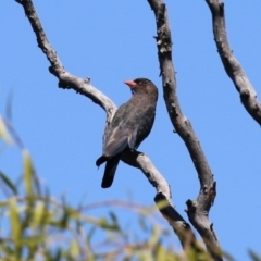 Eurystomus orientalis at Fyshwick, ACT - 6 Feb 2023