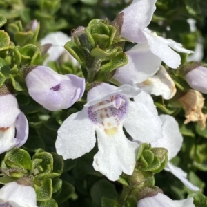 Prostanthera cuneata at Charlotte Pass, NSW - 22 Jan 2023 11:00 AM