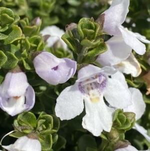 Prostanthera cuneata at Charlotte Pass, NSW - 22 Jan 2023