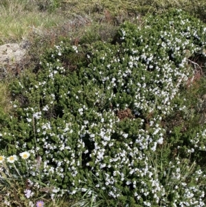 Prostanthera cuneata at Charlotte Pass, NSW - 22 Jan 2023 11:00 AM