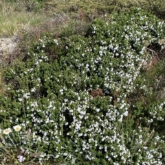 Prostanthera cuneata at Charlotte Pass, NSW - 22 Jan 2023 11:00 AM