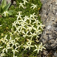 Stackhousia pulvinaris (Alpine Stackhousia) at Munyang, NSW - 21 Jan 2023 by Tapirlord