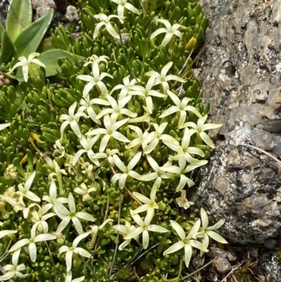 Stackhousia pulvinaris (Alpine Stackhousia) at Munyang, NSW - 21 Jan 2023 by Tapirlord