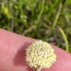 Craspedia alba (White Billy Buttons) at Munyang, NSW - 22 Jan 2023 by Tapirlord