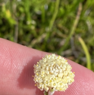 Craspedia alba (White Billy Buttons) at Munyang, NSW - 21 Jan 2023 by Tapirlord