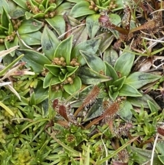 Drosera arcturi (Alpine Sundew) at Kosciuszko, NSW - 21 Jan 2023 by Tapirlord