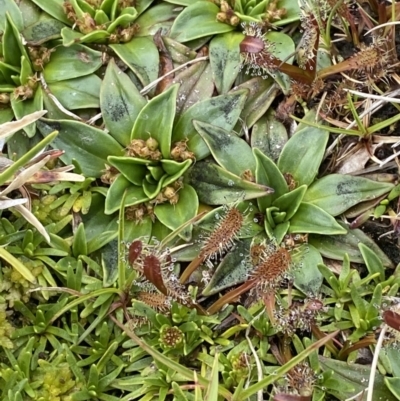 Drosera arcturi (Alpine Sundew) at Mt Kosciuszko Summit - 21 Jan 2023 by Tapirlord