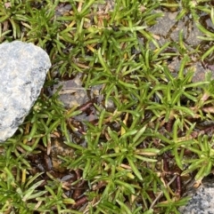 Brachyscome stolonifera (Spreading Daisy, Kosciusko Daisy) at Mt Kosciuszko Summit - 21 Jan 2023 by Tapirlord