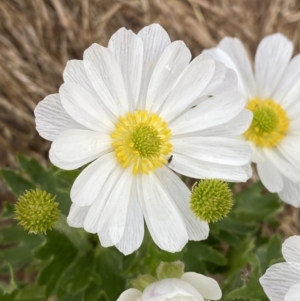 Ranunculus anemoneus at Kosciuszko, NSW - 22 Jan 2023