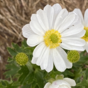 Ranunculus anemoneus at Kosciuszko, NSW - 22 Jan 2023