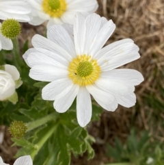 Ranunculus anemoneus at Kosciuszko, NSW - 22 Jan 2023