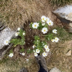 Ranunculus anemoneus at Kosciuszko, NSW - 22 Jan 2023