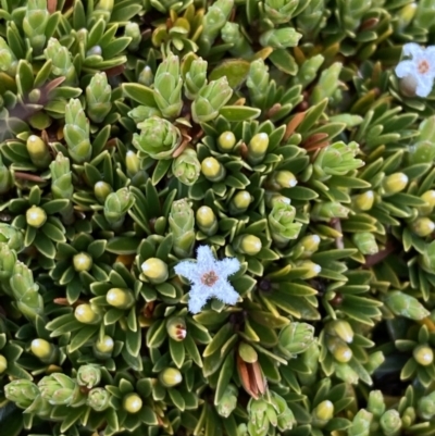 Pentachondra pumila (Carpet Heath) at Munyang, NSW - 21 Jan 2023 by Tapirlord