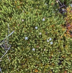 Pentachondra pumila at Munyang, NSW - 22 Jan 2023