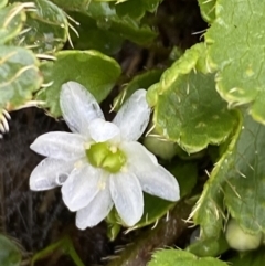 Dichosciadium ranunculaceum var. ranunculaceum at Kosciuszko, NSW - 22 Jan 2023