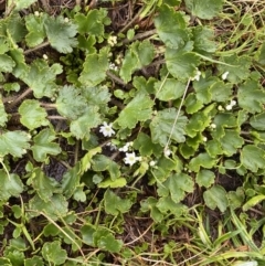 Dichosciadium ranunculaceum var. ranunculaceum at Kosciuszko, NSW - 22 Jan 2023