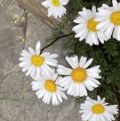 Brachyscome nivalis (Snow Daisy) at Kosciuszko National Park, NSW - 21 Jan 2023 by Tapirlord