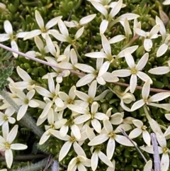 Stackhousia pulvinaris (Alpine Stackhousia) at Kosciuszko National Park, NSW - 21 Jan 2023 by Tapirlord