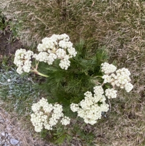 Aciphylla glacialis at Munyang, NSW - 22 Jan 2023