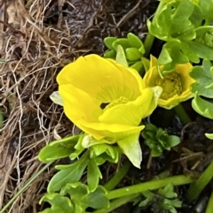 Ranunculus niphophilus at Munyang, NSW - 22 Jan 2023