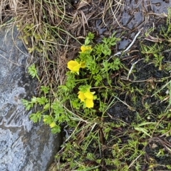 Ranunculus niphophilus at Munyang, NSW - 22 Jan 2023