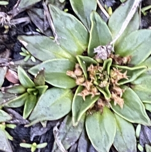 Plantago muelleri at Kosciuszko National Park, NSW - 22 Jan 2023 06:22 AM