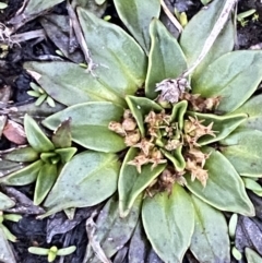 Plantago muelleri at Kosciuszko National Park, NSW - 22 Jan 2023 06:22 AM