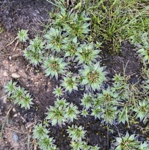 Plantago muelleri at Kosciuszko National Park, NSW - 22 Jan 2023 06:22 AM