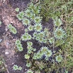 Plantago muelleri at Kosciuszko National Park, NSW - 22 Jan 2023 06:22 AM