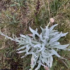 Craspedia maxgrayi at Munyang, NSW - 22 Jan 2023 06:14 AM