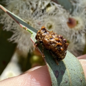 Cadmus (Cyphodera) chlamydiformis at suppressed - 7 Feb 2023