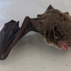 Vespadelus sp. (genus) (A vesper forest bat) at Jindabyne, NSW - 7 Feb 2023 by HelenCross
